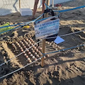 A Battipaglia nascono 23 tartarughe "Caretta Caretta": un evento eccezionale per la città 