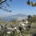 A Pimonte la terza edizione di 'Hanami' rende omaggio alla millenaria tradizione giapponese della fioritura dei ciliegi