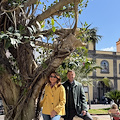 A Sorrento piantato albero della specie "Ficus australis": ha un'altezza di circa 5 metri 