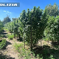 Acerra, scoperta una piantagione di marijuana con ben 160 piante: arrestati 59enne e 57enne