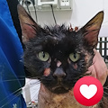 Addio a Pasqualino, il gattino ustionato con l’acido a Serino non ce l'ha fatta