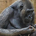 Allo Zoosafari di Fasano è nato un cucciolo di gorilla, il primo in Italia dopo 50 anni 