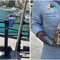 Amalfi, installati i raccoglitori per il riciclo dei mozziconi di sigaretta