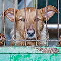 Animali maltrattati a Napoli: segnalato all’autorità giudiziaria il gestore di un ricovero abusivo per cani