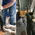 Archeologia, i Parchi di Paestum e Velia presentano a Ferrara il restauro della scultura di bronzo raffigurante Marsia 