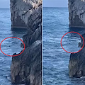 Avvistamento eccezionale a Punta Campanella: torna la Foca monaca nel cuore dell’Area Marina Protetta