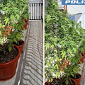 Battipaglia, arrestato 45enne: coltivava marijuana sul balcone di casa