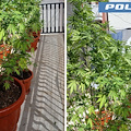Battipaglia, coltivava marijuana sul balcone: arrestato 45enne
