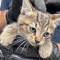 Birillo, il gattino intrappolato nel motore: salvato dagli agenti di Roma e adottato dalla proprietaria dell’auto