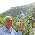 Campania, Caputo: "Al via bandi da 25 milioni per investimenti agricoli a forte impatto ambientale"