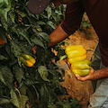 Campania, stop al lavoro sotto il sole per edili e agricoli: De Luca firma l'ordinanza 