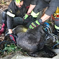 Cane cade in un pozzo a Giffoni Valle Piana: provvidenziale l'intervento dei Vigili del fuoco 
