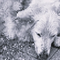 Cane colpito da arma da fuoco a Tramonti: Nebbia lotta per la vita, ENPA annuncia azioni legali