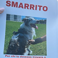 Cane spaventato dai fuochi scappa da un b&b a Pucara: ricerche in corso tra Tramonti e Maiori