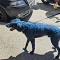 Cane verniciato di azzurro per lo scudetto del Napoli, indignazione sui social 