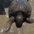 Caretta Caretta trovata morta sulla spiaggia di Varcaturo. Borrelli: “Allarme ambiente e fauna in pericolo”