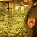 Cava de' Tirreni, scoperta piantagione di cannabis all’interno di un casolare: arrestato 78enne 
