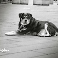 Cava piange Ciro, il cane buono che viveva libero tra la gente