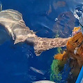 Cetara, pescatore salva una verdesca impigliata nelle reti e la restituisce al mare /VIDEO