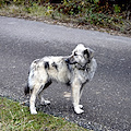 Codice della Strada, ritiro patente per chi abbandona animale