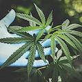 Coltivava cannabis in un casolare: arrestato un uomo a Cava de' Tirreni