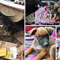 Cuccioli abbandonati sotto la pioggia battente, ENPA li recupera e lancia un appello ai Sindaci