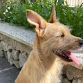 Da Amalfi un appello per l'adozione di un cane abbandonato