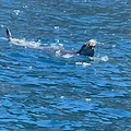 Da Massa Lubrense a Capri e Ischia: il viaggio della Foca monaca nel Golfo di Napoli