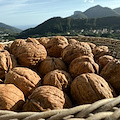 Dazi, Confagricoltura Campania: «Preoccupazione per l'ipotesi di riduzione dei dazi Ue-Usa. La frutta a guscio italiana va tutelata»