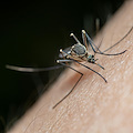 Due morti in Campania per il West Nile: la seconda vittima è un 74enne di Pomigliano