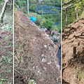 Emergenza cinghiali in Costa d'Amalfi, danni ai terreni agricoli: a Minori cittadini chiedono intervento autorità 