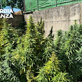 Fisciano, scoperta piantagione di cannabis nei pressi di un'abitazione privata: due arresti 