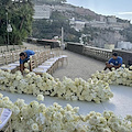 FloraGarden Positano cerca giardinieri e addetto alle consegne