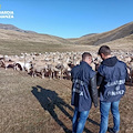 Frode ai danni dell'Unione Europea a Padova: sequestrati 17,2 milioni di euro a 48 imprenditori agricoli 