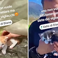 Gattini lanciati vivi in un canale a Sala Consilina, salvati dal grande cuore di un passante