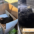 Gettata in un bidone dell'umido e lasciata lì a morire: gallina salvata a Cava de’ Tirreni