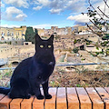 I gatti di Ercolano: eleganti ambasciatori d’accoglienza. Dopo il Colosseo il Parco registra la propria colonia felina