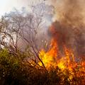 Incendi nel Parco del Cilento, arrestato un uomo di 42 anni: è accusato di aver appiccato due roghi a Stella Cilento