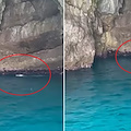 La foca monaca è ancora nel Golfo di Napoli: due avvistamenti dieci giorni fa, al via rilievi in Campania 