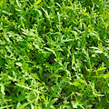 La rucola diventa alleata della bellezza: dall’agricoltura della Piana del Sele un nuovo principio attivo anti-age