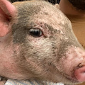 Maialino in fuga sull'Amalfitana: salvato da un volontario ENPA