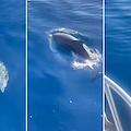 Massa Lubrense, alba spettacolare con i delfini nell’Area Marina Protetta di Punta Campanella