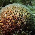 Medcoral Guardians: al via il progetto per salvare il corallo del Mediterraneo