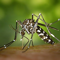 Muore a 68 anni un detenuto ai domiciliari: è la terza vittima del virus West Nile in Campania