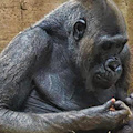 Nato un cucciolo di gorilla allo zoo di Fasano: è il primo in Italia dopo 50 anni