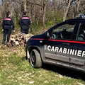 Orrore ad Ottaviano, anziano sbranato da animali selvatici mentre era in cerca di funghi