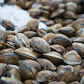 Pesca delle vongole, accordo Ue tutela il lavoro dei pescatori italiani
