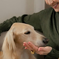 Pet therapy, dal 3 maggio il "Corso Propedeutico per Interventi Assistiti con gli Animali" della Regione Campania