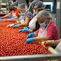 Pomodoro da industria, Confagricoltura Campania: “Caldo anticipa i tempi, produzione in lieve calo ma qualità e prezzi non cambiano”