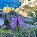 Positano, l'incanto dell’Orchis Italica: un piccolo miracolo tra cielo e mare a Nocelle 
